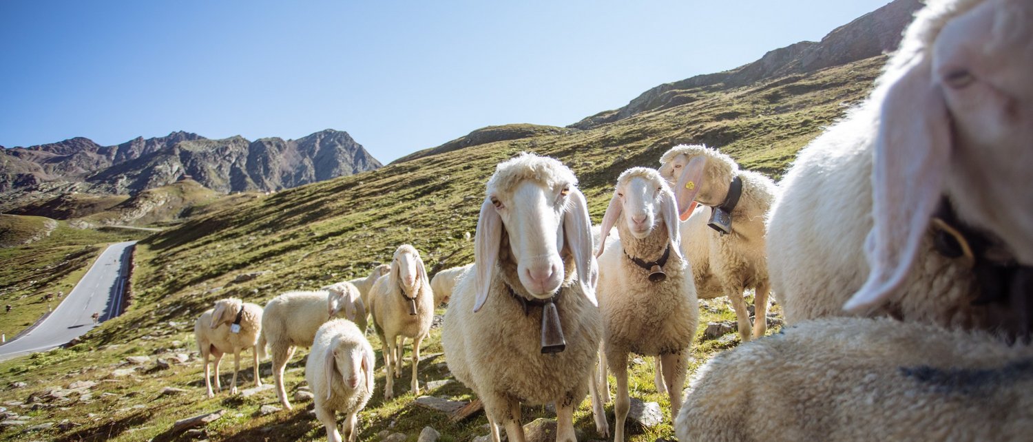 Urlaub in Pfelders Urlaub in Pfelders